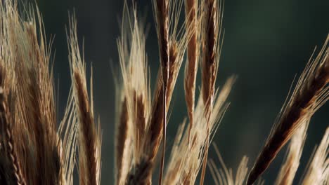 wheat-isolated-in-a-macro-shoot-in-a-dark-green-backgroud