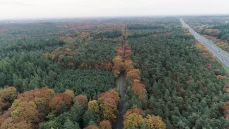 Drohnenaufnahme-Von-Zwei-Straßen-In-Einem-Wald-Zur-Herbstzeit