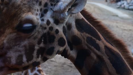 Giraffe-Kaut-Auf-Gras-Aus-Einem-Speziellen-Feeder-Im-Zoo