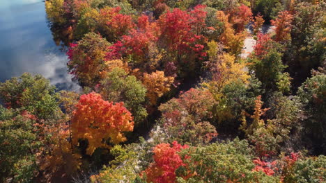 Luftdrohnenansicht-Der-Farbenfrohen-Spitze-Des-Waldes-Und-Eines-Sees-Im-Herbst