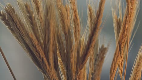 Beautiful-Ripe-Wheat-Spikes-In-Agricultural-Field