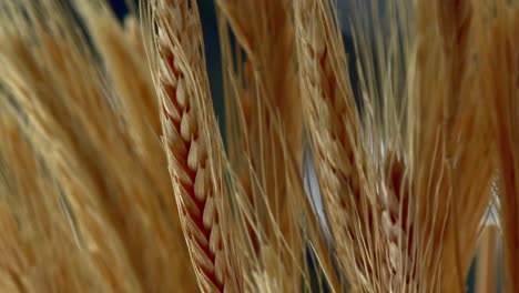 Macro-of-wheat-plants-moving-slowly-with-the-morning-wind