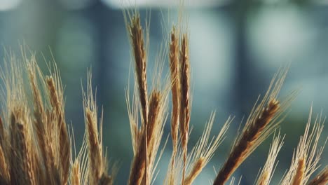 Mittlerer-Trieb-Der-Weizenähren-Einer-Erntereifen-Goldenen-Getreideernte