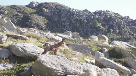 a-chamois-stand-alone-on-a-rock-in-the-alps-mountains