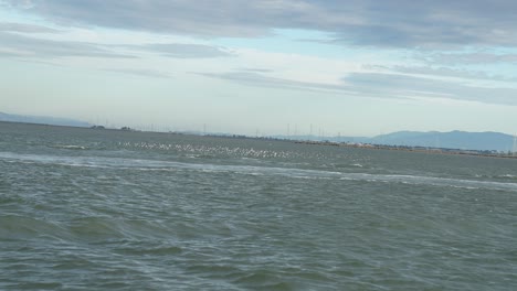 Seevogelschwarm-Von-Einem-Segelboot-In-Der-Bucht-Von-San-Francisco-In-Der-Nähe-Des-Jachthafens-Von-Redwood-City-Bei-Sonnenuntergang