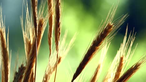 wheat-field-on-a-morning-light-with-a-beautiful-green-background