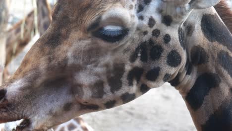 Nahaufnahme-Des-Mundes-Einer-Giraffe,-Die-Auf-Gras-Von-Einem-Speziellen-Feeder-Im-Zoo-Kaut