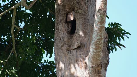 Ein-Blatt-Fällt-Auf-Die-Linke-Seite,-Dann-Zeigt-Sich-Später-Der-Schnabel-Des-Weibchens,-Während-Es-An-Seinem-Nest-Arbeitet,-Großer-Indischer-Hornvogel-Buceros-Bicornis,-Khao-Yai-Nationalpark,-Thailand