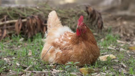 Chicken-resting-in-the-backyard-of-the-farm