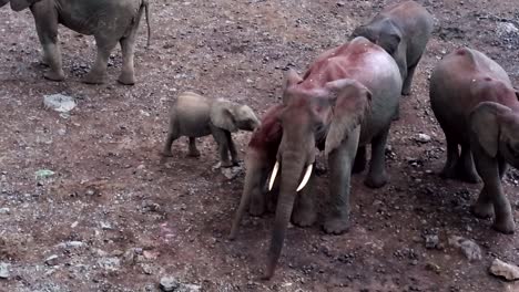 Afrikanische-Elefantengruppe-Gräbt-Im-Boden-Auf-Der-Suche-Nach-Salz-Und-Mineralien,-Kenia