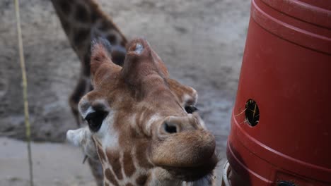 Close-Up-View-Of-Giraffe-Eating-Grass-From-Special-Feeder-At-Zoo