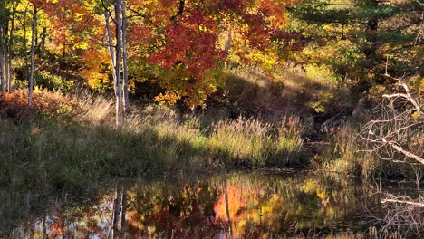 small-pond-surrounded-by-autumn-fall-vibrant-forest-early-morning-late-evening-light-reflection-on-water