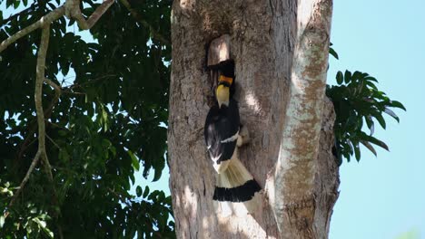 Feeding-the-female-trapped-inside-the-burrow-as-its-nest,-Great-Indian-Hornbill-Buceros-bicornis,-Khao-Yai-National-Park,-Thailand