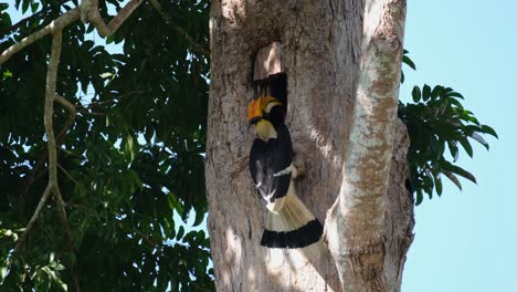 Hanging-on-the-mouth-of-its-nest-while-feeding-then-flies-away-to-the-left,-Great-Indian-Hornbill-Buceros-bicornis,-Khao-Yai-National-Park,-Thailand