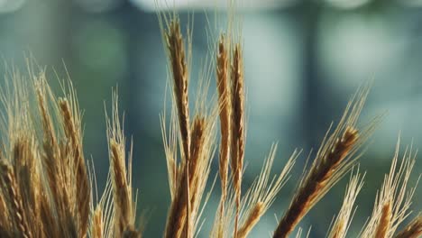 soft-wind-moves-slowly-the-wheat-in-a-beautiful-background