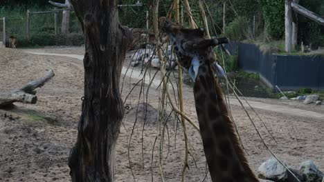 -Giraffe-At-Zoo-Enclosure-At-Amersfoort-With-Chewing-On-Branches