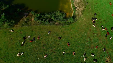 Cows-lying-in-sun-on-green-field-along-lake-banks
