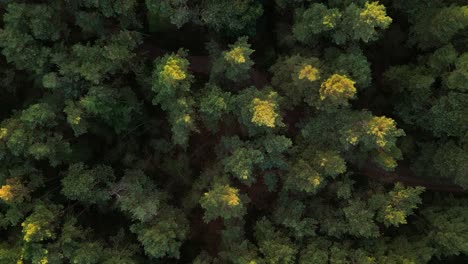Grüne-Bäume-In-Herbstfarben,-Die-Von-Der-Untergehenden-Sonne-Beleuchtet-Werden
