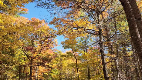 Bäume-Mit-Dominierenden-Gelben-Blättern-Im-Herbst