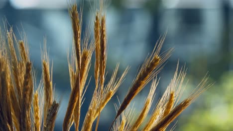 Slow-motion-the-wheat-ears-of-a-golden-cereal-crop-on-the-field