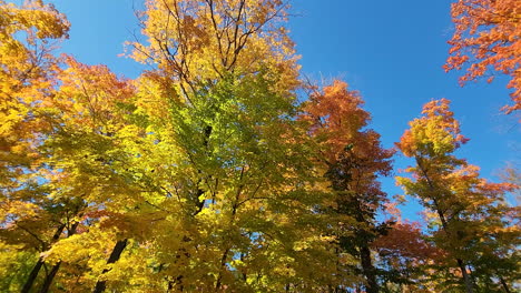 Rotierende-Kamera-Schoss-In-Niedrigem-Winkel-Nach-Oben-Und-Betrachtete-Bäume-Mit-Herbstblättern-Und-Sonnenlicht,-Das-Durch-Sie-Reflektiert-Wurde,-Algonquin-Provincial-Park,-Ontario,-Kanada