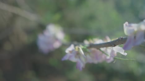 Slow-motion-close-up-shot-of-pink-and-white-beautiful-flowers-on-a-branch-with-green-plants-and-the-beautiful-nature-in-the-background-in-blur-on-a-sunny-day-in-100-fps