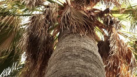 Slow-motion-panning-low-angle-shot-of-a-palm-tree-with-dried-out-leaves-and-thick-tree-trunk-during-a-summer-day