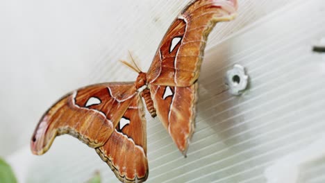 Primer-Plano-De-La-Gran-Mariposa-Atlas-Attacus,-Conocida-Como-Polilla-Atlas-Descansando-Sobre-Un-Sólido