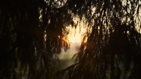 Morning-sun-shining-through-some-pinetrees-leaves-in-a-beautiful-forest