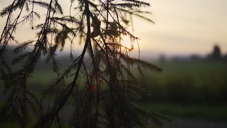 Closeup-shot-of-a-pinetree-branch-with-the-sun,-fields-and-fog-in-the-background
