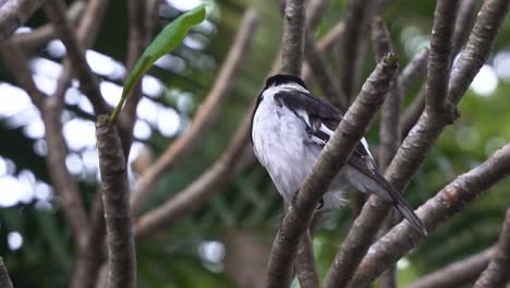 Wild-pied-butcherbird,-cracticus-nigrogularis,-Australian-native-songbird-found-perching-on-treetop,-singing-fluty-and-melodic-song-in-urban-park-at-Queensland,-close-up-wildlife-shot