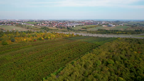 Establishing-aerial-view-Staszyn-rows-of-grapevine-crop-in-Gdansk-countryside