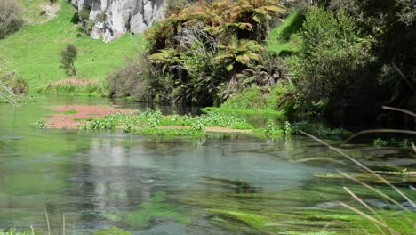 Algae-and-water-lilies-growing-inside-the-clear-waters-of-Putaruru-blue-spring