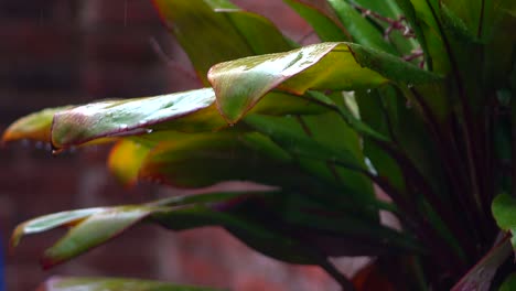 Regentropfen-Fallen-An-Einem-Regnerischen-Tag-Von-Den-Blättern