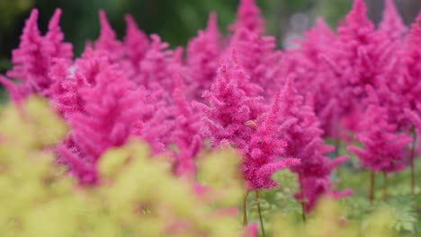 Panning-right-revealing-field-of-beautiful-pink-false-goat´s-beard-flowers
