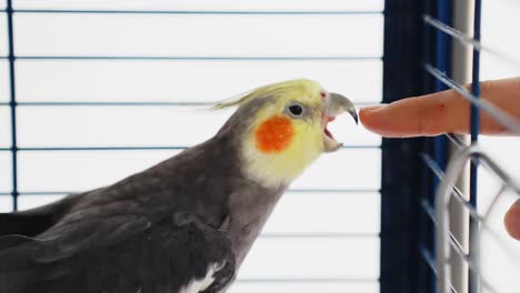 Unique-Colorful-Cockatiel-Bird-Also-Known-Weiro-In-Blue-Cage-Trying-To-Bite-Softly-Owner-Finger