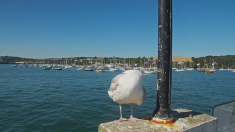 Seagull-Standing-On-Concrete-Pole-Base-In-A-Pier-During-Falmouth-Week-At-Cornwall,-UK