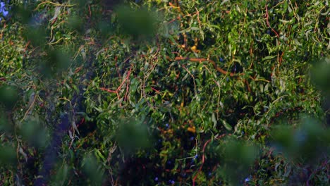 Blick-Auf-Einen-Salix-Matsudana-Baum-Durch-Die-Verschwommenen-Blätter-Eines-Anderen-Baums