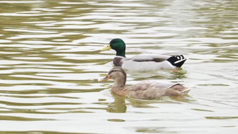Male-And-Female-Mallard-Ducks-Swimming-On-Tranquil-Pond-In-Paris,-France