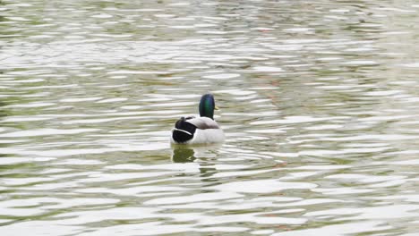 Beautiful-Male-Mallard-Duck-Swimming-At-The-Pond-In-Paris,-France