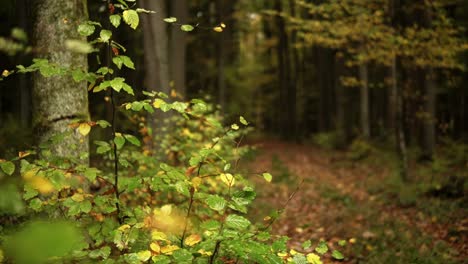 Schöne-Luftaufnahme-Eines-Waldes-Im-Herbst-Und-Herbst-Mit-Bunten-Blättern-Und-Bäumen