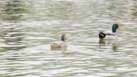 Couple-Of-Mallard-Ducks-In-Idyllic-Lake-During-Daytime