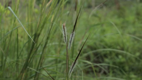 Close-up-gimbal-of-summer-meadow-grass-and-weed-texture