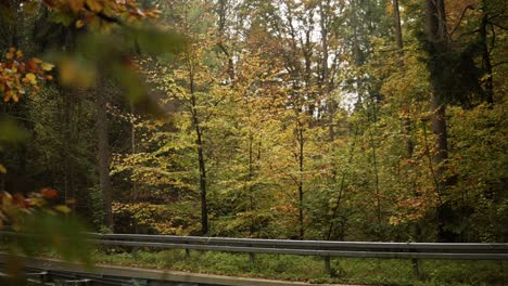 Schöne-Enthüllungsaufnahme-Eines-Bunten-Waldes-Im-Herbst-Und-Herbst