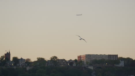 Seagull-Soaring-Above-The-Hudson-River-Before-Gently-Landing-In-The-Water-During-Golden-Hour