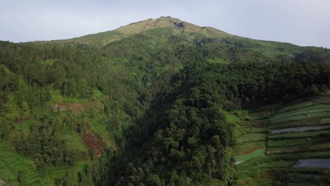 Aerial-approaching-of-beautiful-overgrown-mountain-with-growing-trees-and-plantations