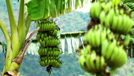 Viele-Bananen-Wachsen-In-Der-Lokalen-Plantage,-Sonniger,-Aber-Windiger-Tag,-Handheld-Ansicht