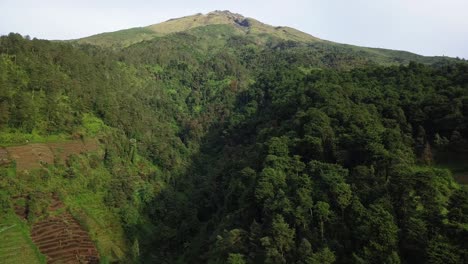 Drone-footage-slope-of-tropical-mountain-overgrown-dense-trees-of-forest---Sumbing-Mountain,-Indonesia