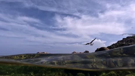 Half-underwater-view-of-seagull-flying-from-rock-to-rock-on-Lavezzi-island-in-Corsica,-France