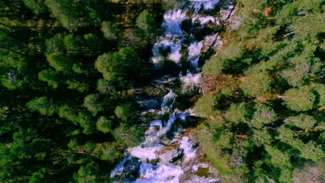 Top-down-shot-of-fast-moving-river-with-rapids-surrounded-by-Pine-Forest-along-rocky-cliff-in-Norway-at-daytime